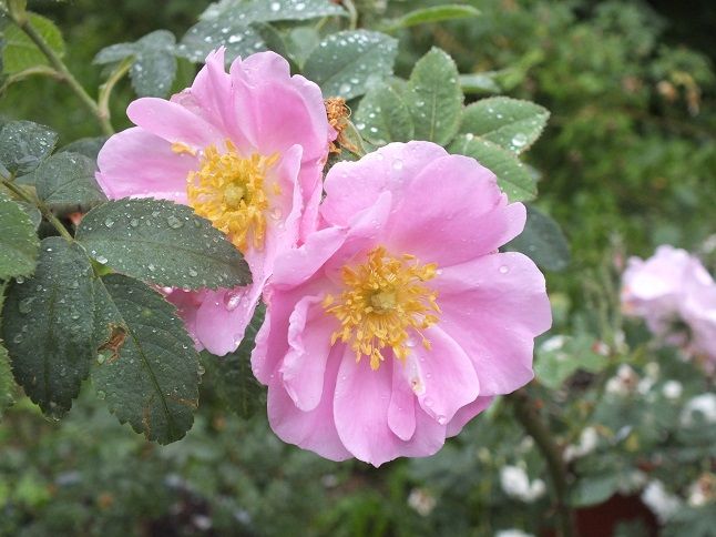  photo duplex5_zps5b3148ad.jpg